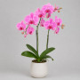 Розовая орхидея в горшке